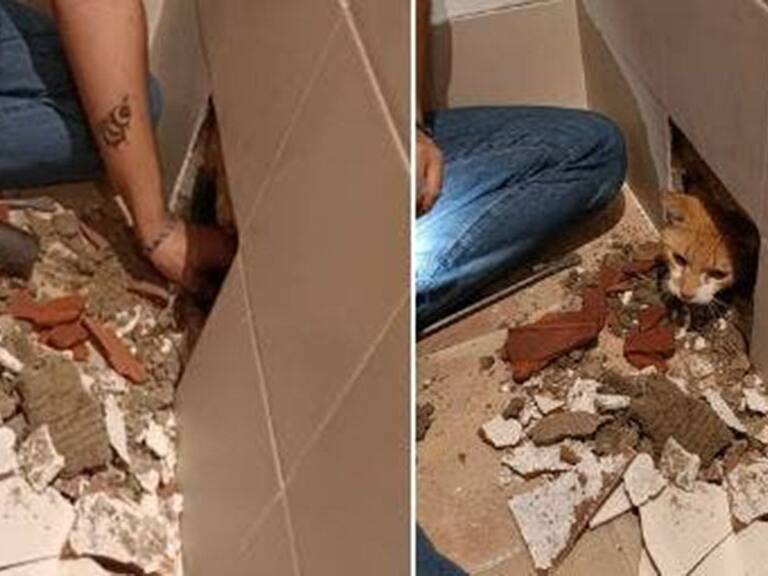 Rescatan a gato atrapado bajo una tina tras remodelación de un baño