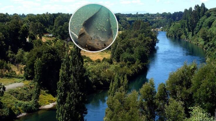 Tendría al menos 300 años de antigüedad: así es la antigua canoa mapuche encontrada en Río Bueno