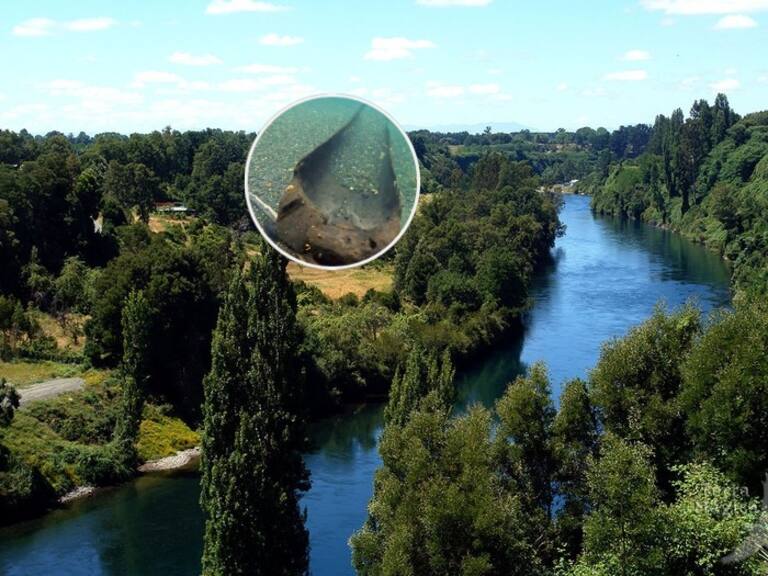 Tendría al menos 300 años de antigüedad: así es la antigua canoa mapuche encontrada en Río Bueno