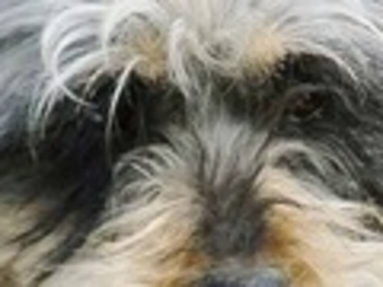 Cerro Navia celebró a los fieles perros mestizos en Fiesta del Quiltro