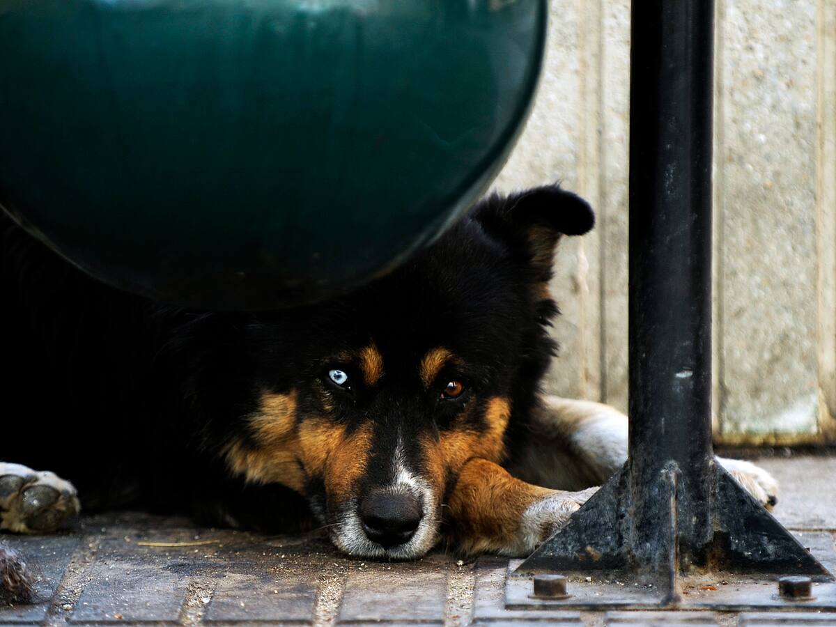 Polémica en Purranque por retiro de casas para perros comunitarios: municipio defiende la medida ante alza de mordeduras