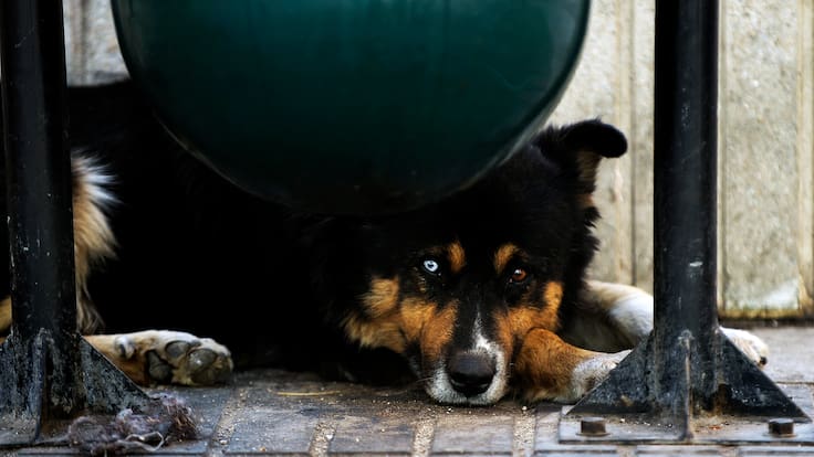 Polémica en Purranque por retiro de casas para perros comunitarios: municipio defiende la medida ante alza de mordeduras
