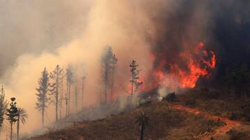 Autoridades anuncian evacuación en sectores de comuna de Navidad por incendio forestal