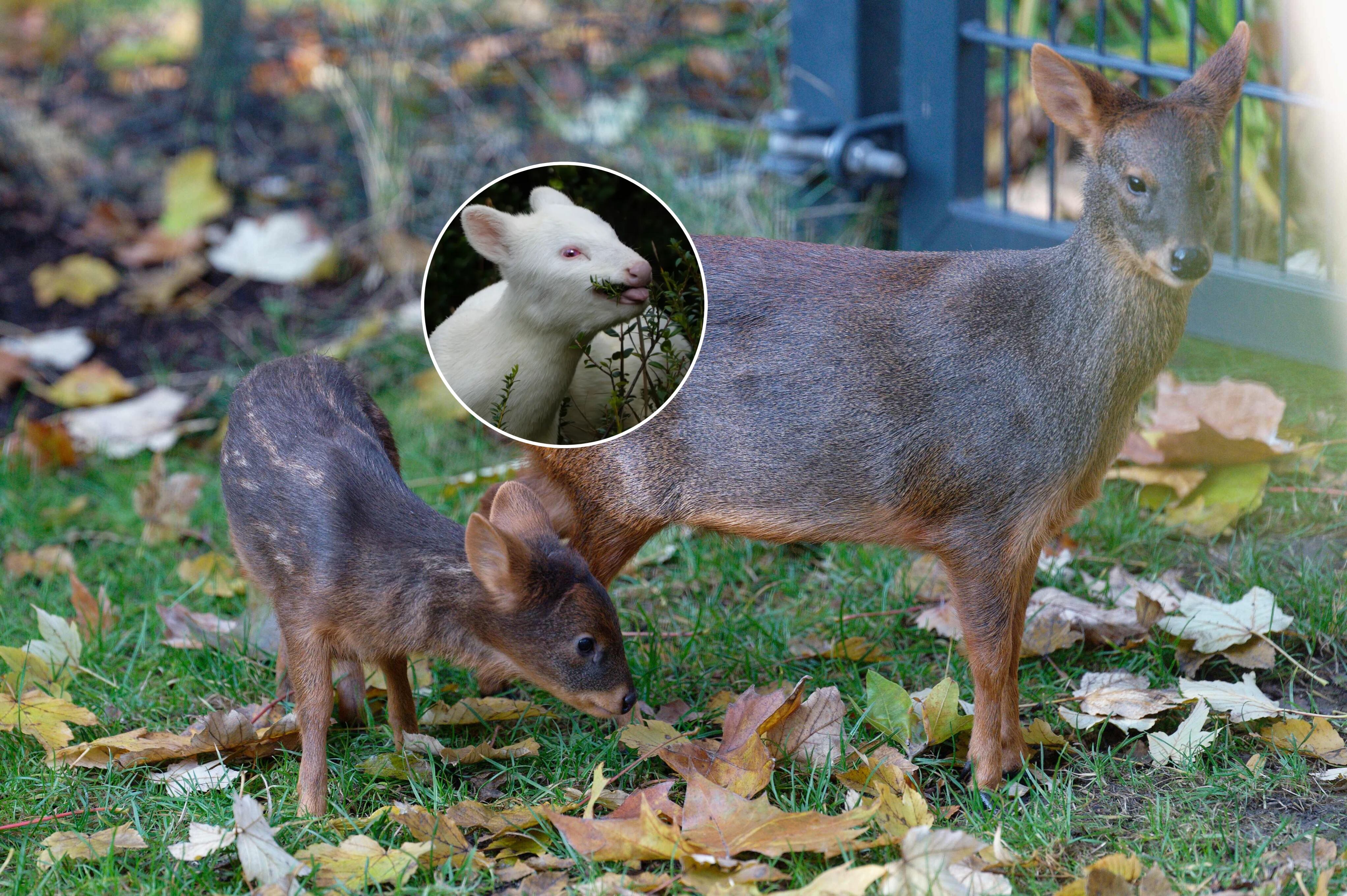 Pudú - Pudú albina