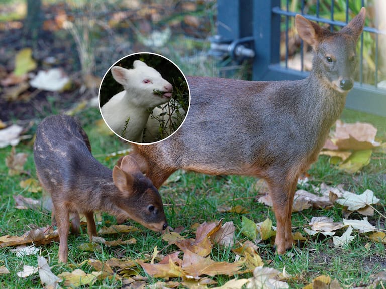 Pudú - Pudú albina