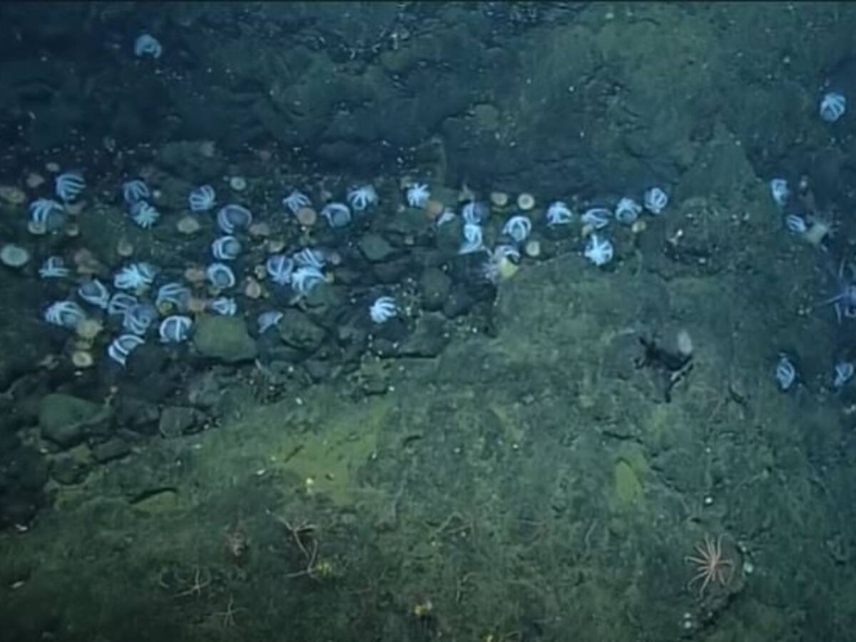 Miles de pulpos se reúnen en el fondo del mar y los científicos tienen la respuesta a su comportamiento