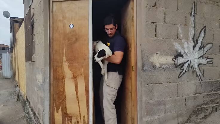 Rescatan a 13 perros en estado crítico tras denuncia en Antofagasta: dueño fue detenido por maltrato y abandono animal