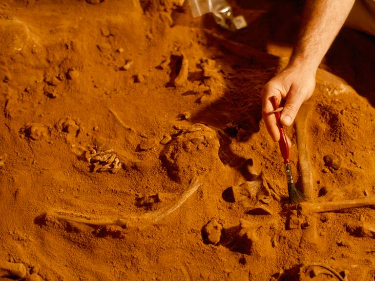 Científicos confirman el regreso de un ave dada por extinta hace más de un siglo