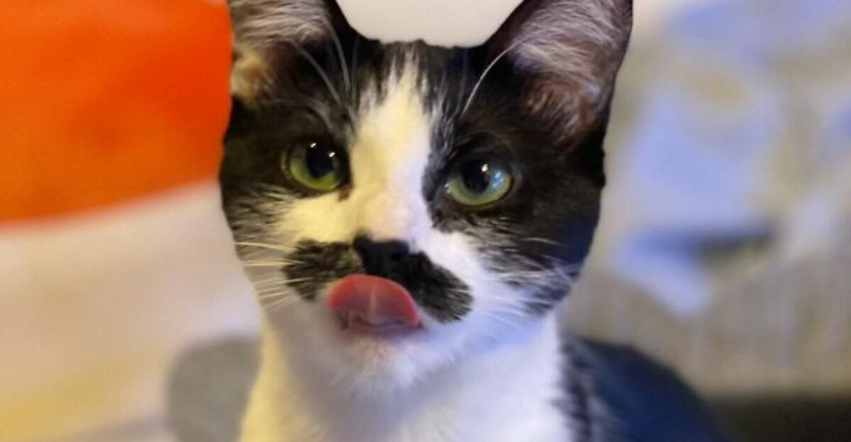 Mostaccioli: La gatita parecida a Freddie Mercury que conquista internet | Instagram