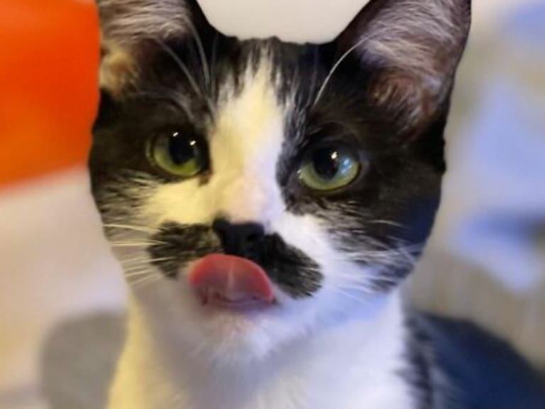Mostaccioli: La gatita «parecida» a Freddie Mercury que conquista internet