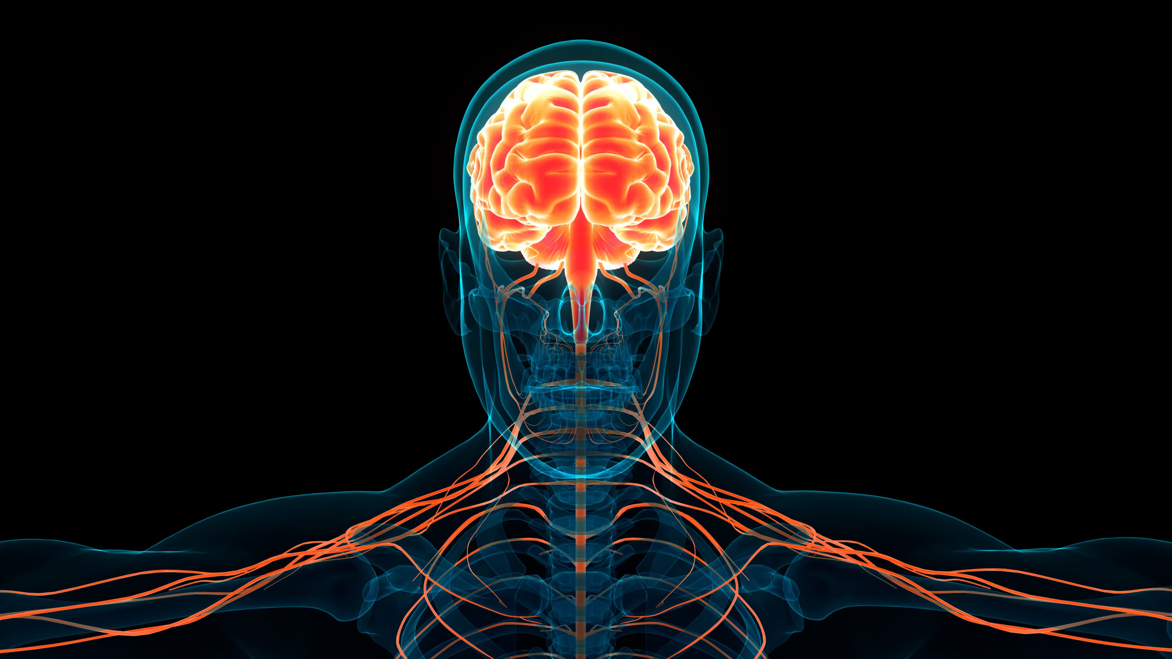 La corteza prefrontal