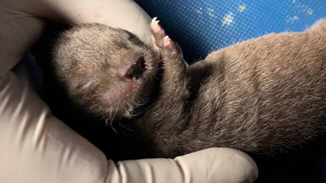 El tierno rescate de un chungungo el fin de semana