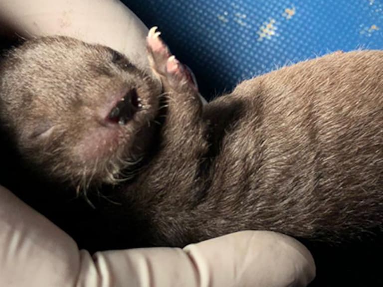 El tierno rescate de un chungungo el fin de semana