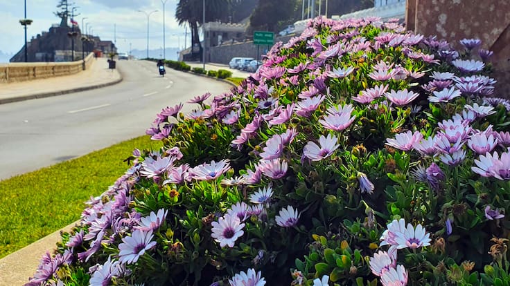 Cuándo empieza la primavera en Chile: esta es la fecha y hora exacta en que inicia la estación el 2024