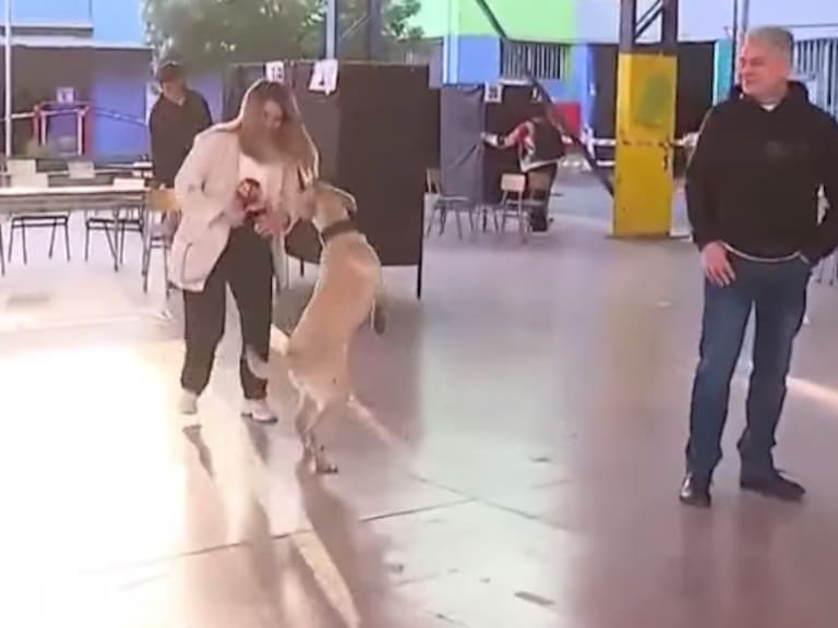 El divertido chascarro que sufrió periodista en medio de un despacho en vivo: perrito tuvo su minuto de fama