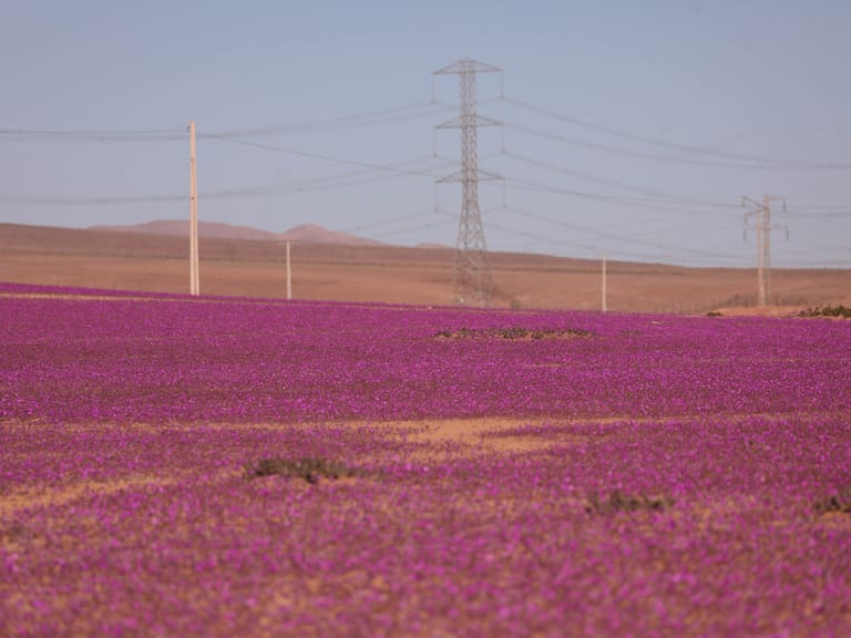 ¿Se adelantó el Desierto Florido en Chile? Especialistas explican el florecimiento en el norte y si es que se extenderá para los siguientes meses