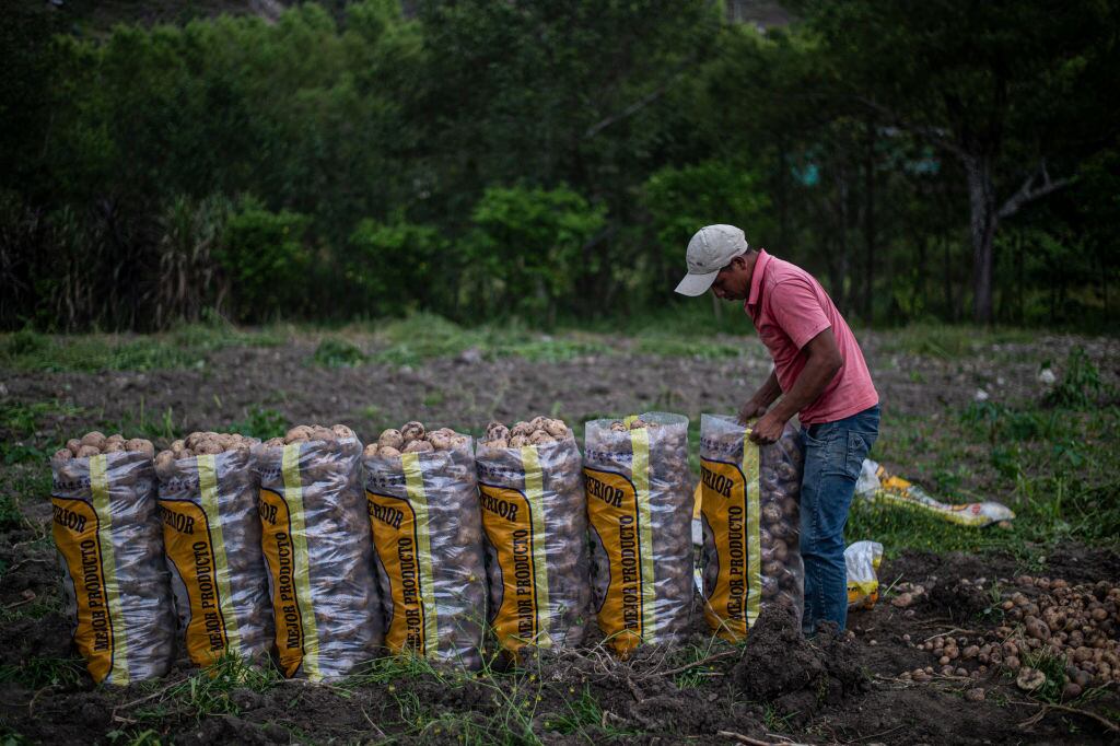 Un trabajador alista su cosecha en Perú
