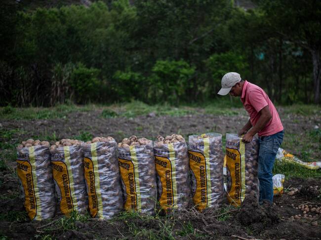 Un trabajador alista su cosecha en Perú
