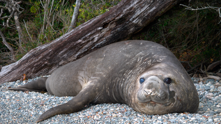 Detectan elefantes marinos en Parque Nacional de Aysén: qué significa su presencia y los datos claves de la especie