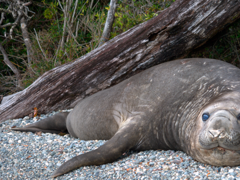 Detectan elefantes marinos en Parque Nacional de Aysén: qué significa su presencia y los datos claves de la especie