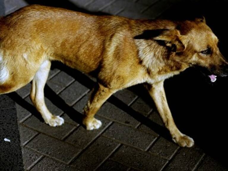 15 perros habrían fallecido por envenenamiento en Concepción