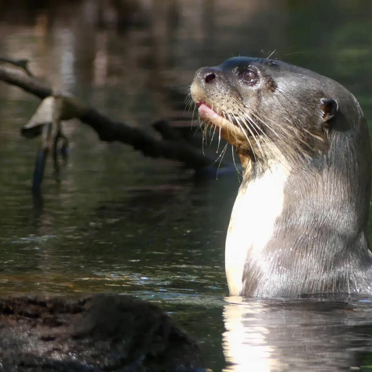 La ONU blinda al guepardo y 39 especies más: el drástico plan para salvar animales en peligro crítico