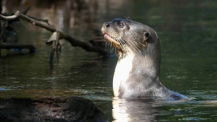 La ONU blinda al guepardo y 39 especies más: el drástico plan para salvar animales en peligro crítico
