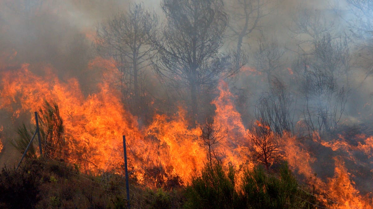 Alerta Roja en Cholchol por incendio forestal que amenaza a 30 viviendas