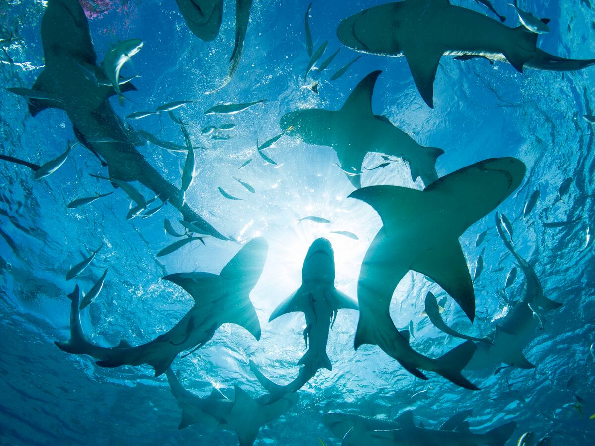 Alarmante noticia en Bahamas: detectan cocaína y fármacos en la sangre de tiburones de arrecife