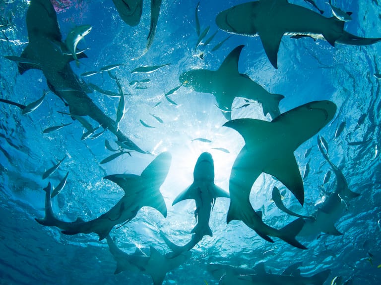 Alarmante noticia en Bahamas: detectan cocaína y fármacos en la sangre de tiburones de arrecife