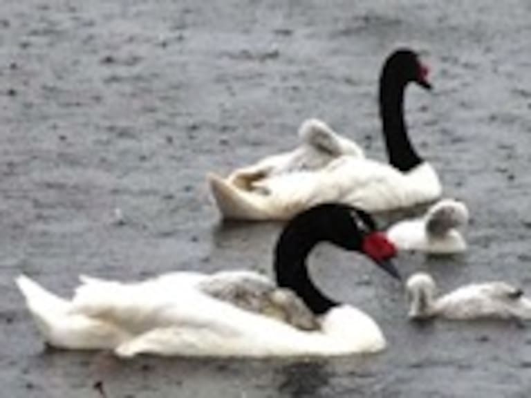 FOTO Cisnes protegen de la lluvia a sus crías recién nacidas