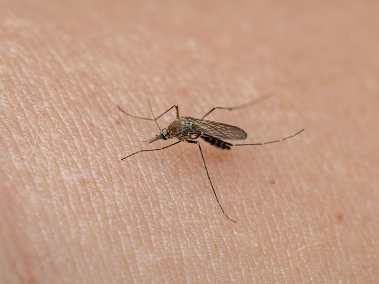 ¿Te han picado? La razón por la que los mosquitos se alimentan cada vez más de los humanos, según estudio