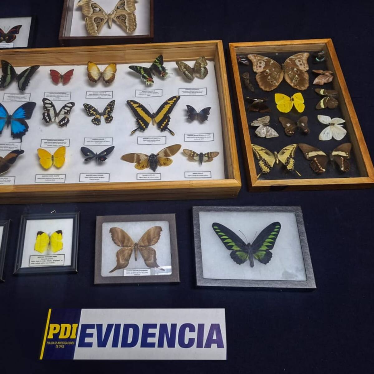 Detienen a mujer en Lampa por tráfico de más de 600 piezas patrimoniales y especies protegidas