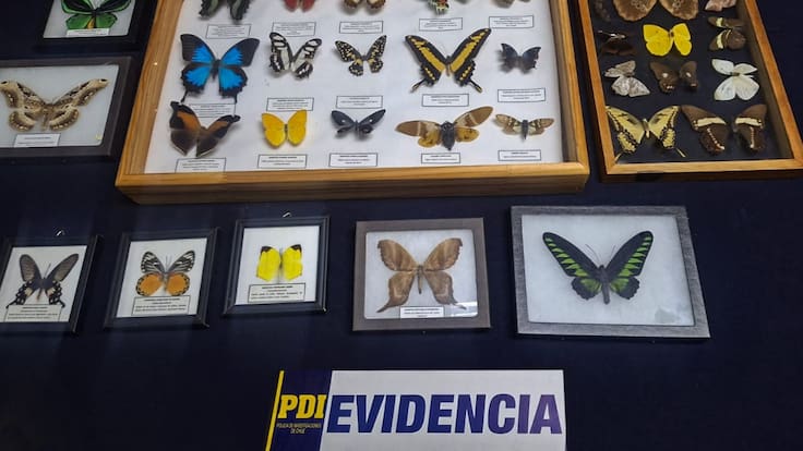 Detienen a mujer en Lampa por tráfico de más de 600 piezas patrimoniales y especies protegidas