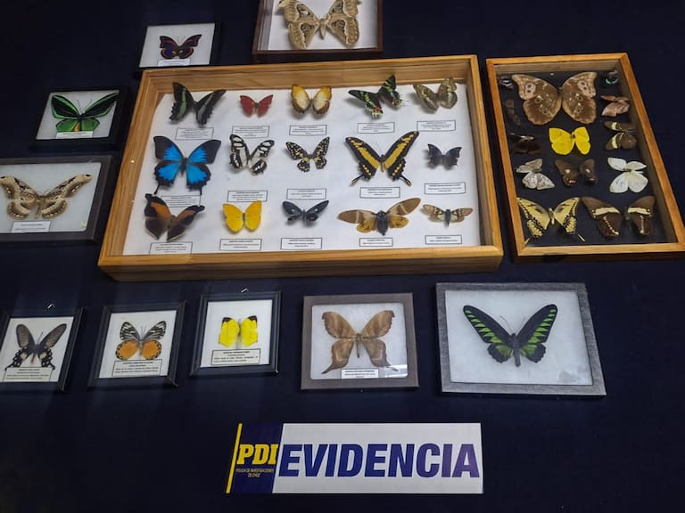 Detienen a mujer en Lampa por tráfico de más de 600 piezas patrimoniales y especies protegidas