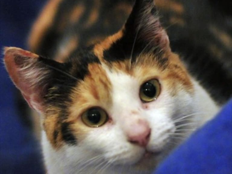 Denuncian caso de zoofilia en Quilpué: hombre habría violado a una gata