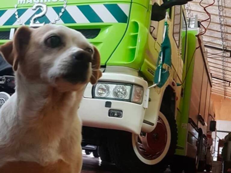 La emotiva despedida «con los honores que corresponde» de los bomberos de Talagante a Shirley