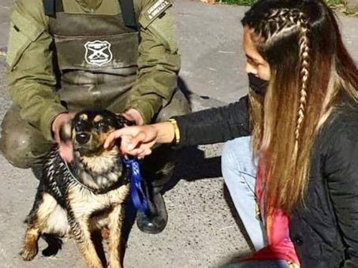 Tuvo un final feliz: Carabineros y bomberos rescataron a perrito que había caído al canal San Carlos en La Reina