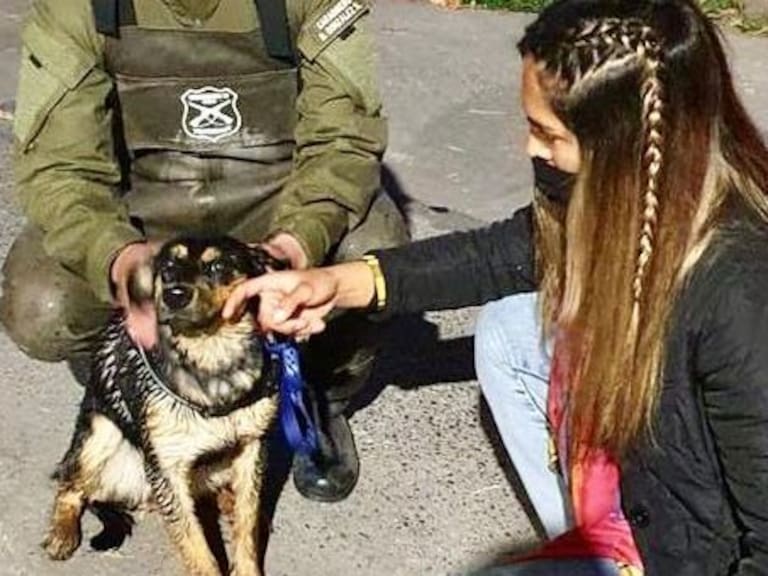 Tuvo un final feliz: Carabineros y bomberos rescataron a perrito que había caído al canal San Carlos en La Reina