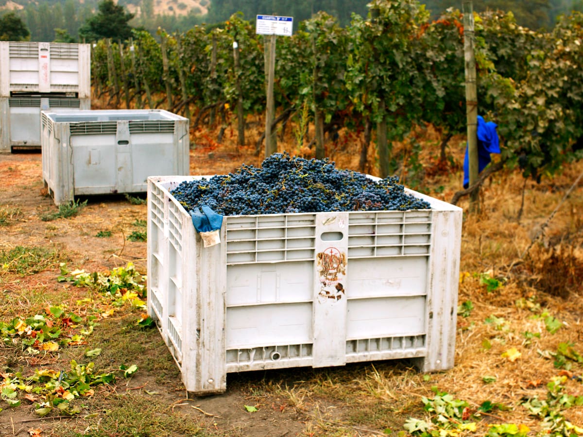 El vino con historia que quiere conquistar al mundo: San Javier postula a ser Ciudad Creativa UNESCO