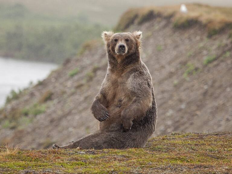 Getty Images | Osa pardo