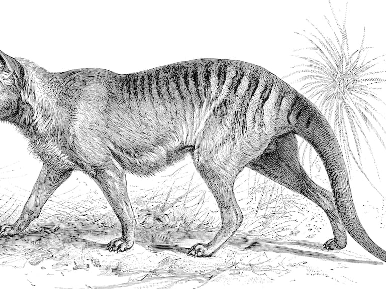 Revelan registro en video de un tigre de Tasmania, hoy en día extinto