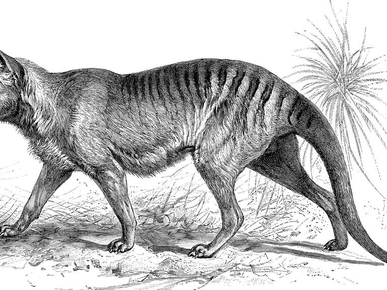 Revelan registro en video de un tigre de Tasmania, hoy en día extinto