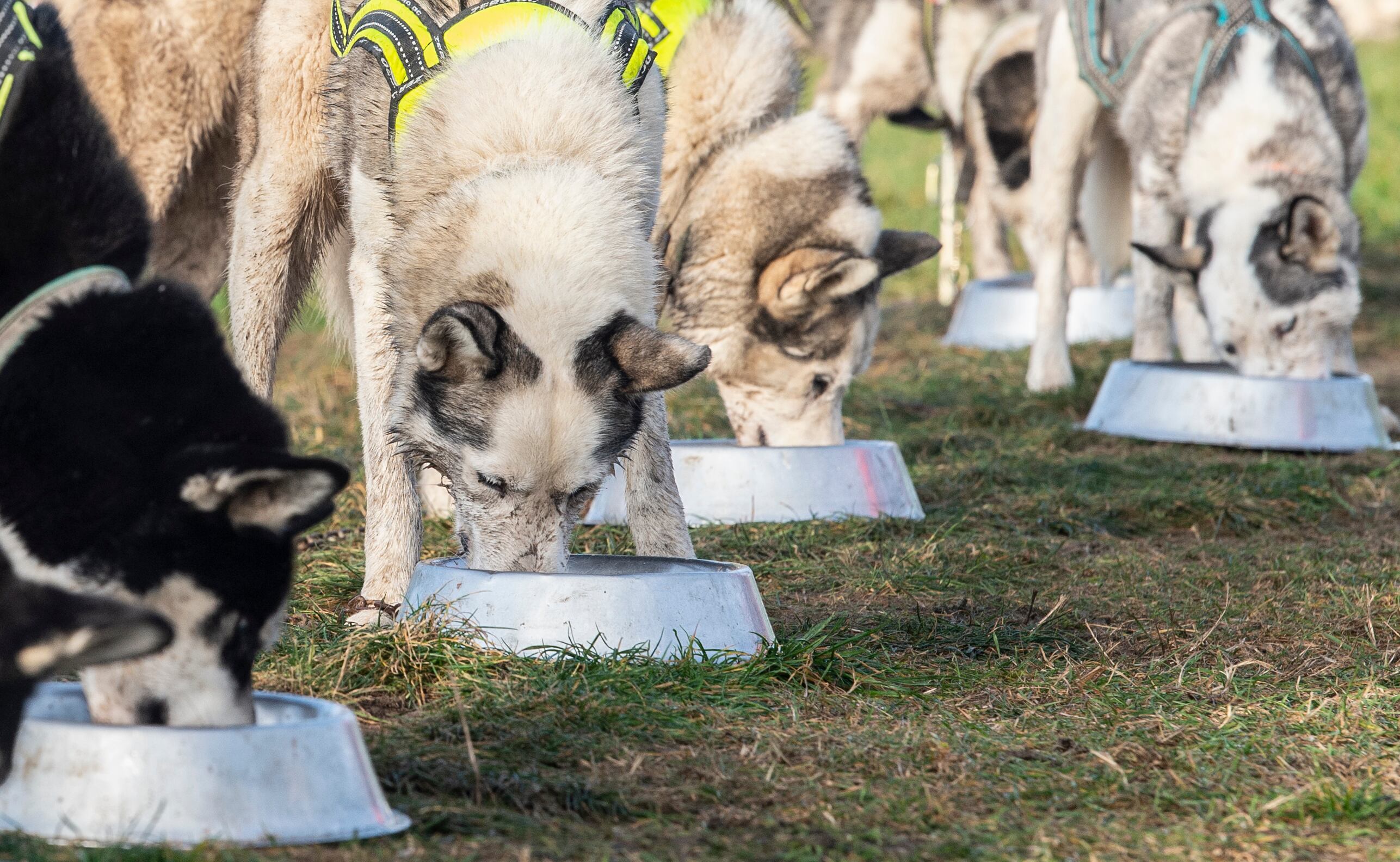 30 November 2019, Brandenburg, Klaistow: Dogs eat before the start at the international sled dog race in Klaistow, Brandenburg. More than 200 participants from 11 nations will compete in different disciplines. Photo: Paul Zinken/dpa (Photo by Paul Zinken/picture alliance via Getty Images)