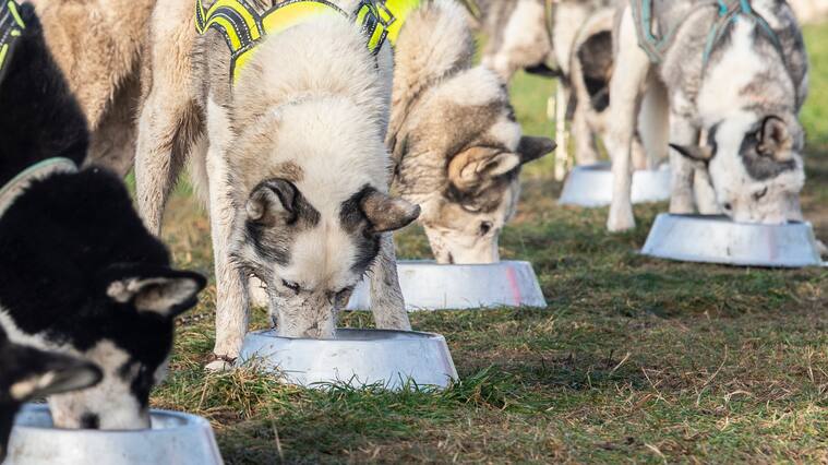30 November 2019, Brandenburg, Klaistow: Dogs eat before the start at the international sled dog race in Klaistow, Brandenburg. More than 200 participants from 11 nations will compete in different disciplines. Photo: Paul Zinken/dpa (Photo by Paul Zinken/picture alliance via Getty Images)