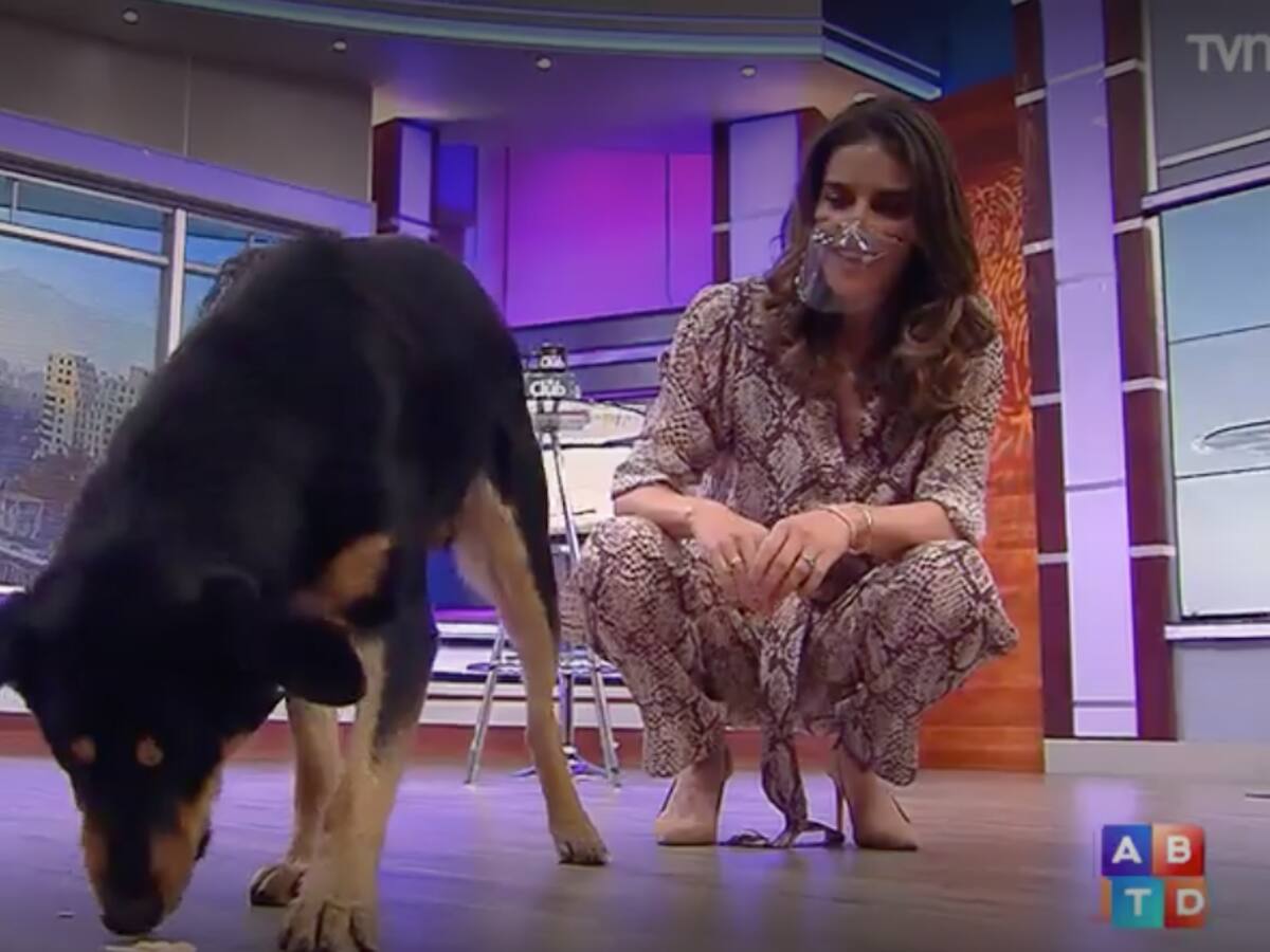 Perrito entró de sorpresa a set del matinal de TVN y generó un tierno momento