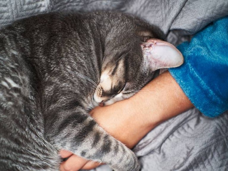 Mujer denuncia que su gato fue abusado sexualmente y asesinado por desconocidos en Cartagena