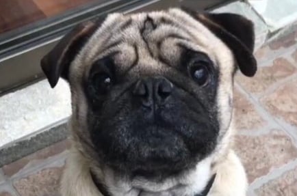 Ladrón robó a perro raza pug desde el frontis de una casa en La Serena
