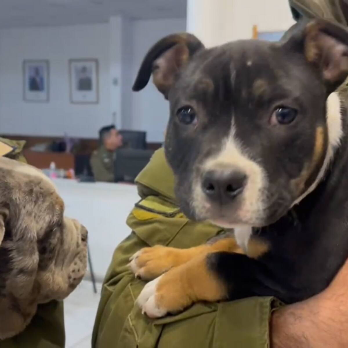 Carabineros recupera dos perritos luego de persecución tras tour delictual en Conchalí