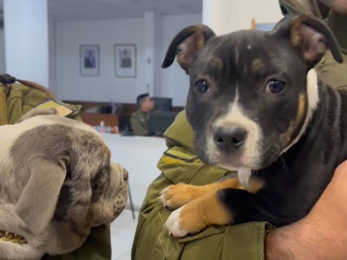 Carabineros recupera dos perritos luego de persecución tras tour delictual en Conchalí